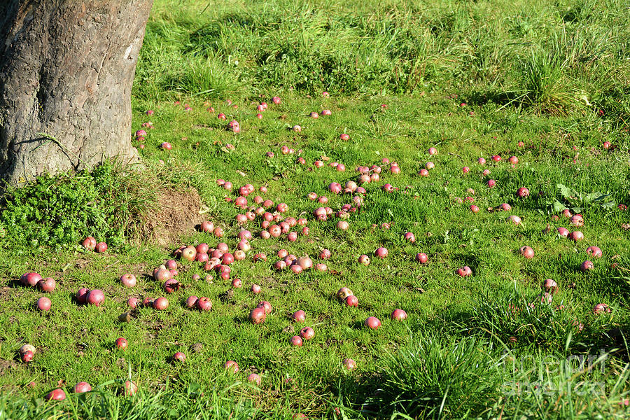 Apples lie on the ground under a tree with green grass Photograph by ...