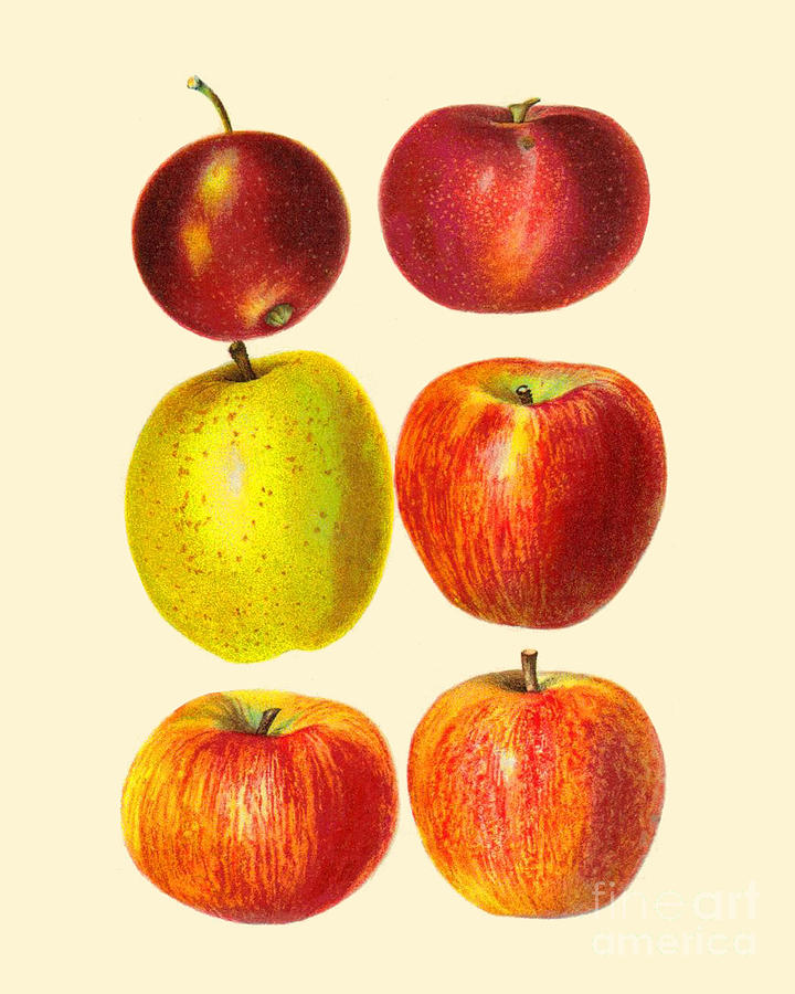 Apple Digital Art - Apples by Madame Memento