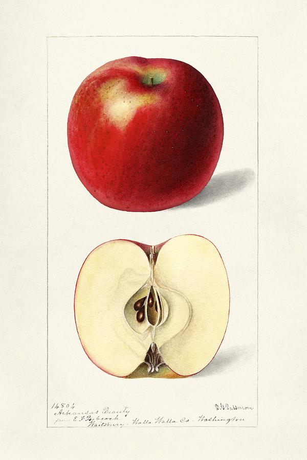 Fruit Painting - Apples Malus Domestica 1897 by Deborah Griscom Passmore by Les Classics