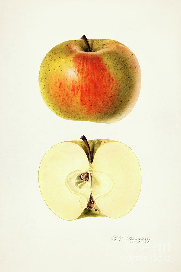 Nature Painting - Apples Malus Domestica 1927 by Royal Charles Steadman by Shop Ability