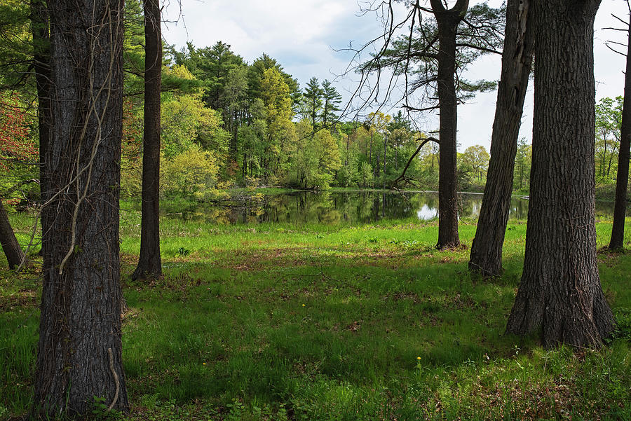 Appleton Farms Pond Hamilton Massachusetts Through the Trees Photograph by Toby McGuire