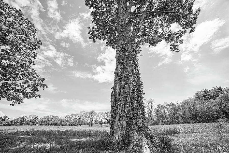 Appleton Farms Spring Tree Hamilton Massachusetts Black and White Photograph by Toby McGuire