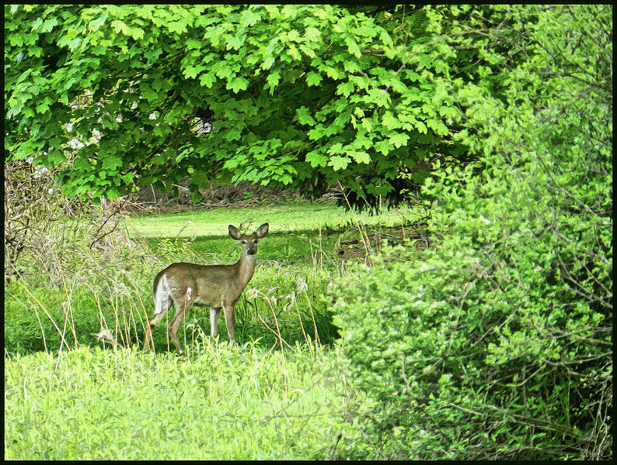 Apprehensive Doe in a Clearing Photograph by Lise Winne