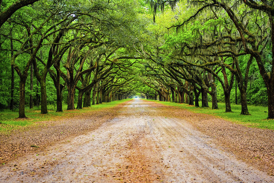 Approach to Wormsloe Plantation original 16x9 Photograph by Clyn ...