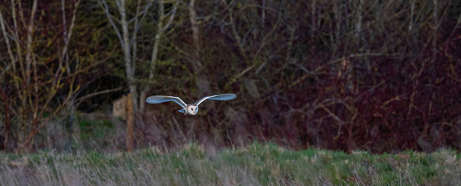 Approaching Barn Owl Photograph by Mark Hunter