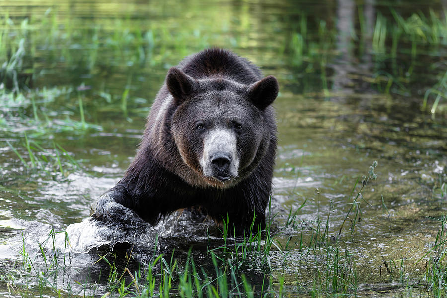 Approaching Grizzly Photograph by Wes and Dotty Weber | Fine Art America