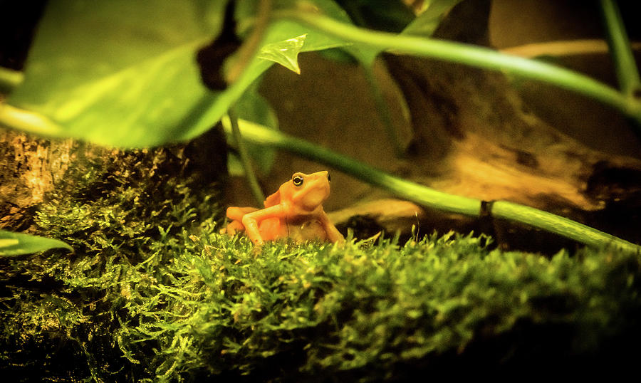 Approaching Yellow Frog Photograph by Douglas Barnett
