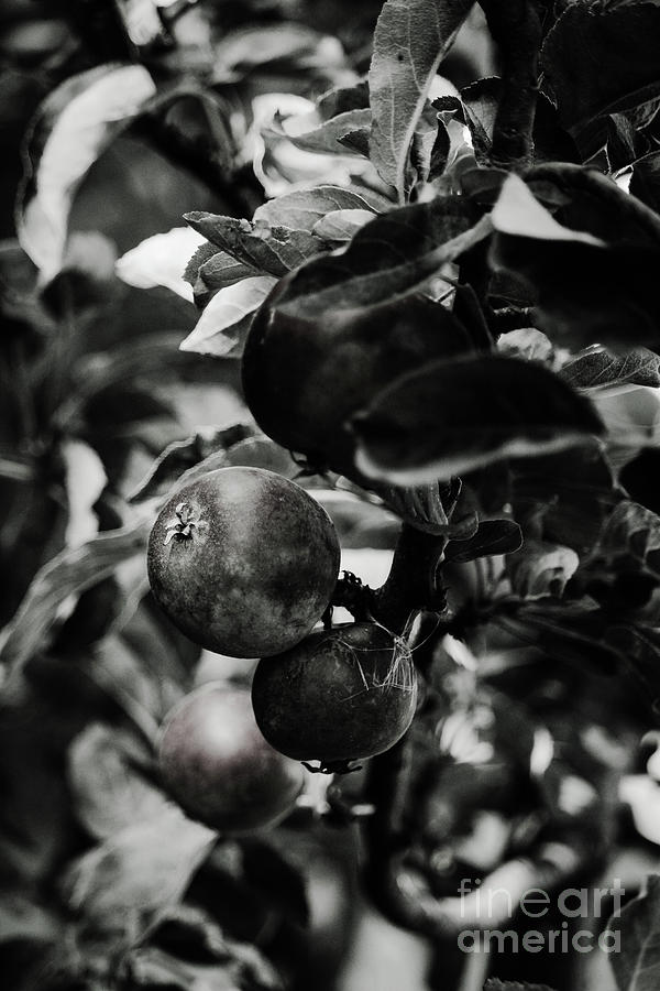 Apple Tree bw Vertical Photograph by Eddie Barron