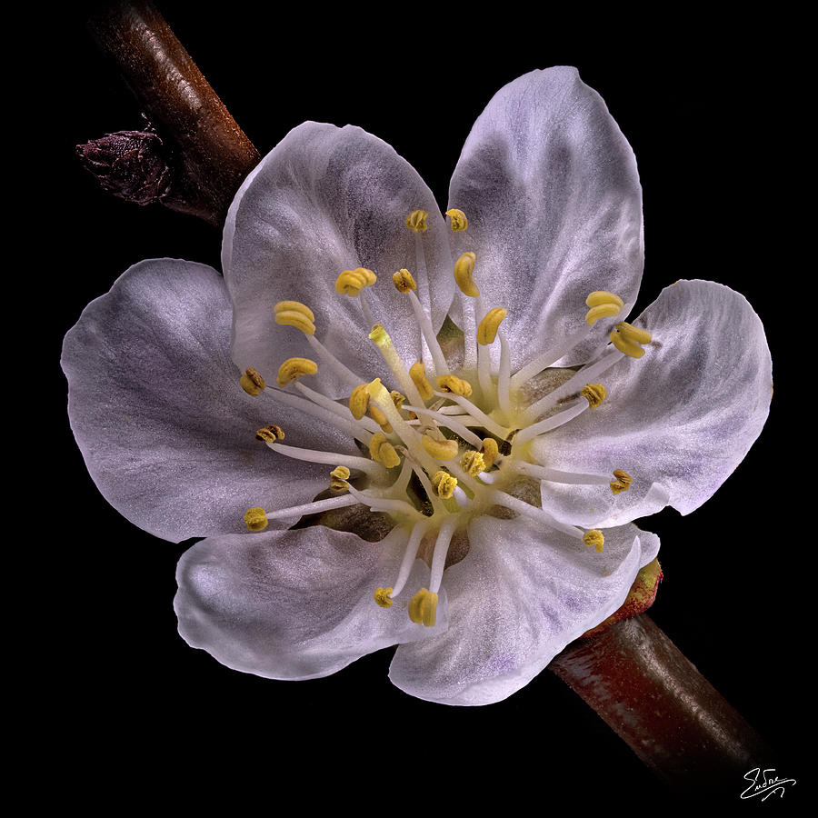 Apricot  Flower Photograph by Endre Balogh