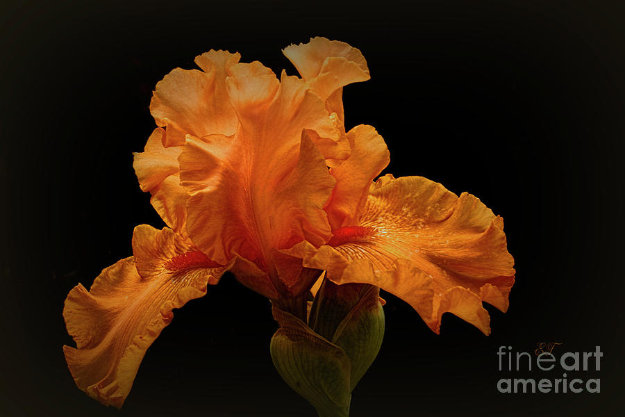 Apricot Iris 2 Photograph by Elaine Teague