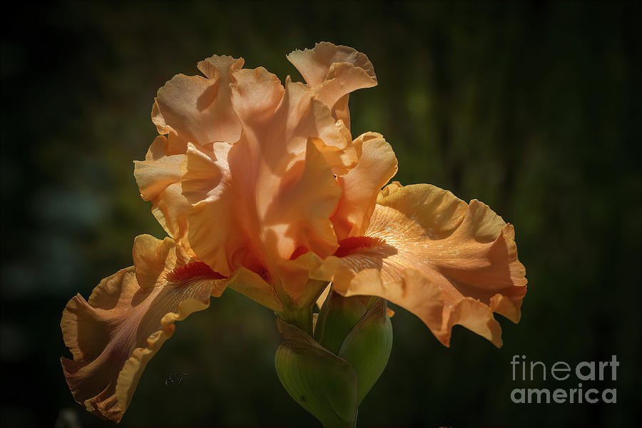Apricot Iris Photograph by Elaine Teague