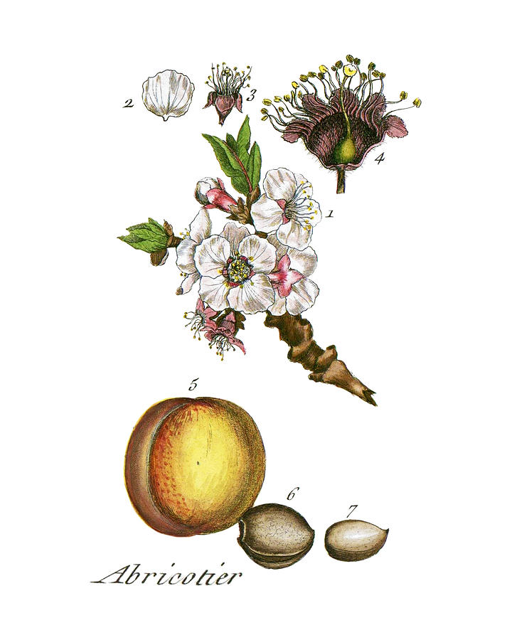 Fruit Digital Art - Apricot by Madame Memento