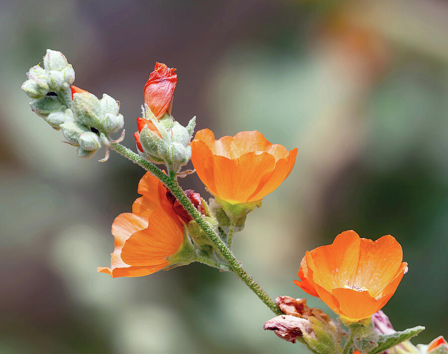 Apricot Mallow Photograph by Joe Schofield Apricot Mallow Photograph by Joe Schofield