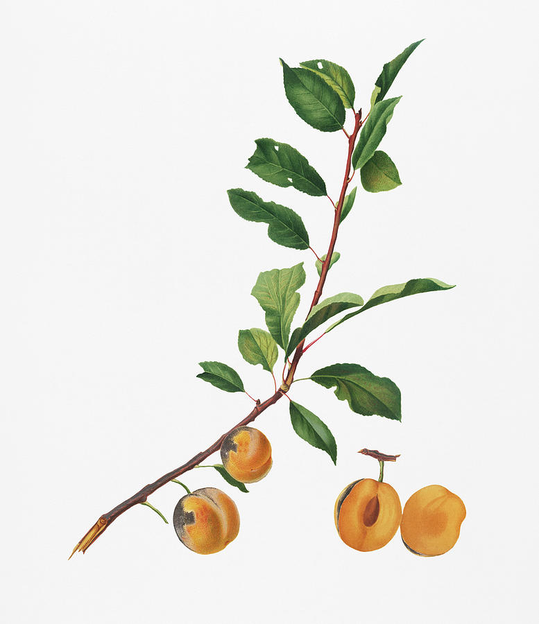 Apricot  Pomona Italiana Painting