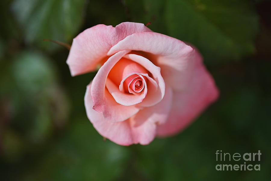 Nature Photograph - Apricot Rose Elegance by Joy Watson