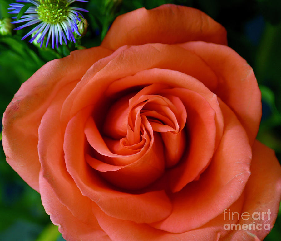 Apricot Rose Photograph by Hella Buchheim