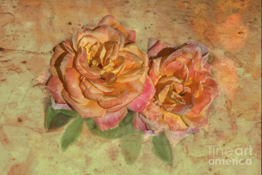 Nature Photograph - Apricot Roses by Michelle Meenawong
