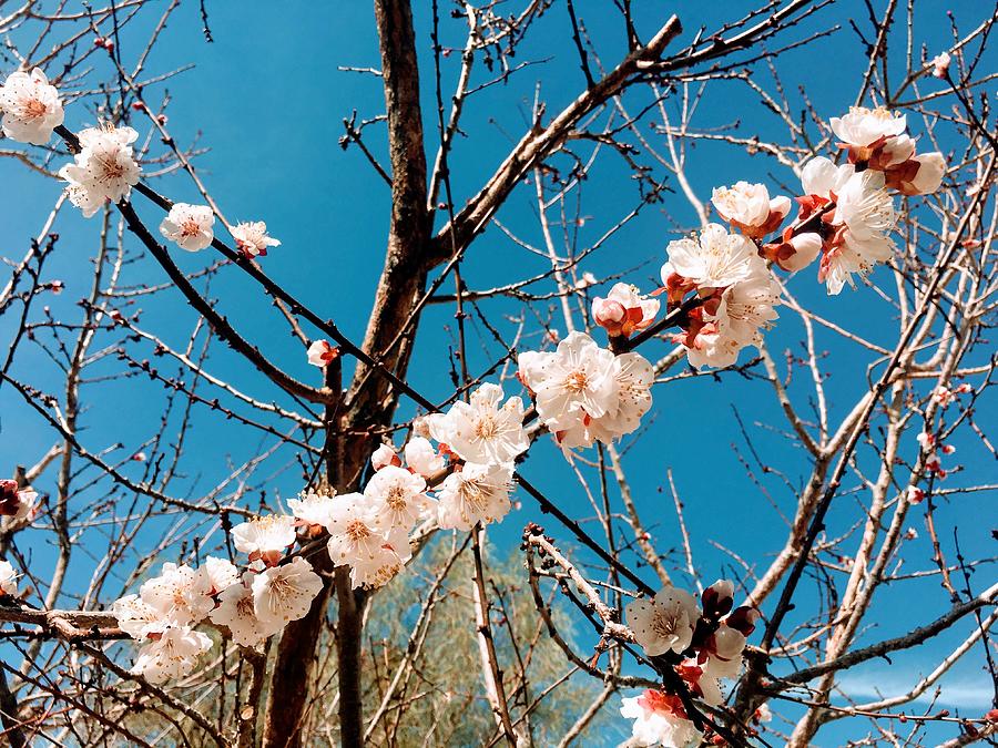 flowering apricot tree
