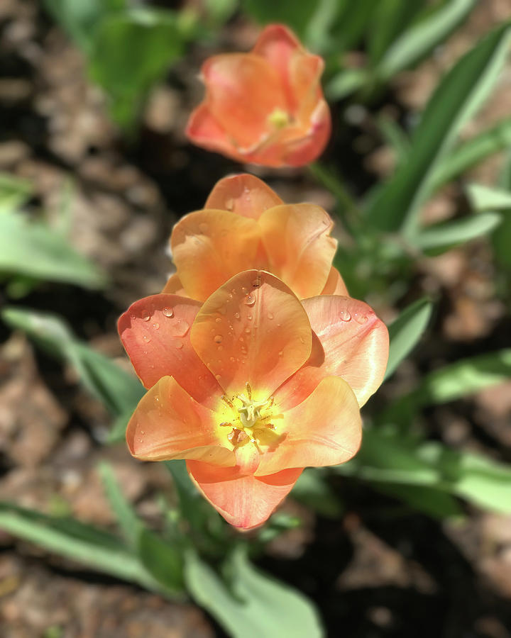 Apricot Tulip Photograph