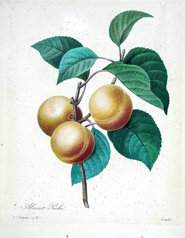 Apricots Illustration 1827 R1 Drawing