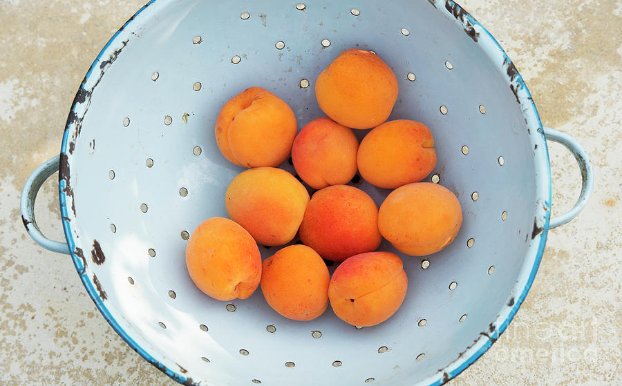 Apricots Photograph by Tim Gainey
