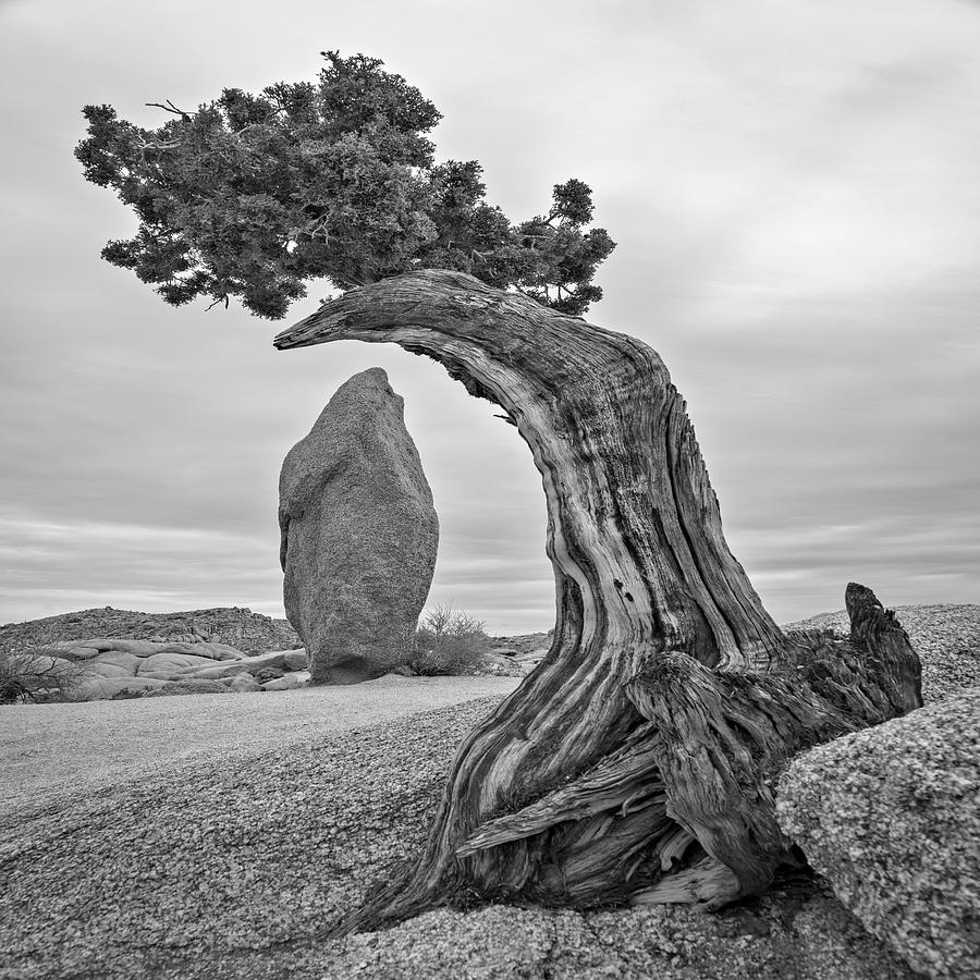 April 2019 Joshua Tree and Obelisk Photograph by Alain Zarinelli