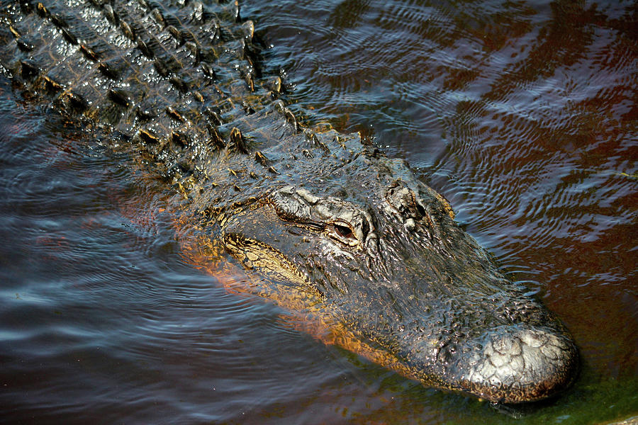 April Alligator Photograph by Cynthia Guinn