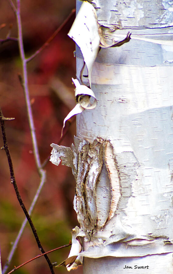 April Birch - North Shore MN Photograph by Jan Swart - Fine Art America