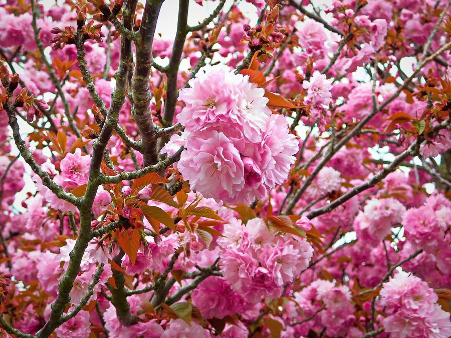 April Bloom Photograph by Jerry O'Rourke - Fine Art America