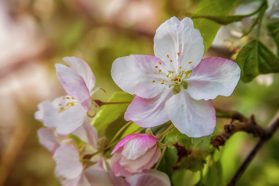 April Blossoms Photograph by Steve Sullivan