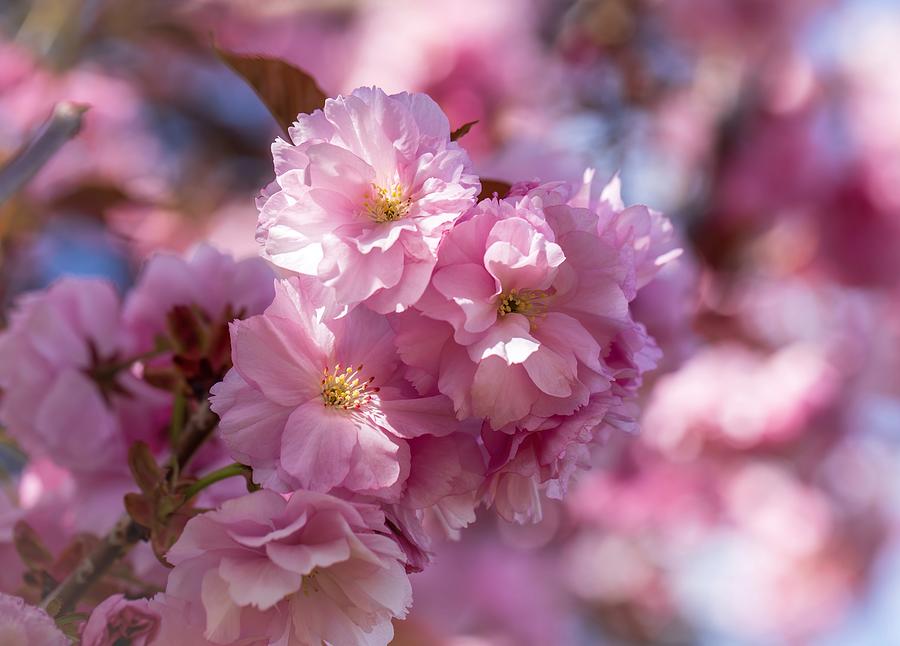 April cherry blossoms Photograph by Lynn Hopwood