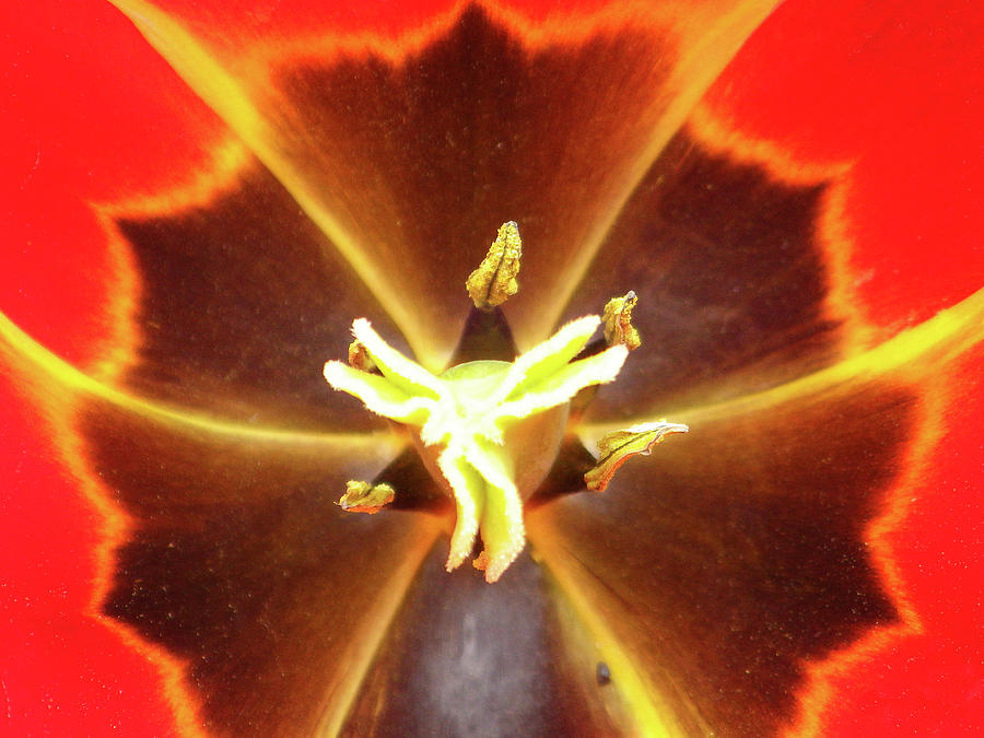 April Flowers - Too Close Photograph by Joseph A Langley April Flowers - Too Close Photograph by Joseph A Langley
