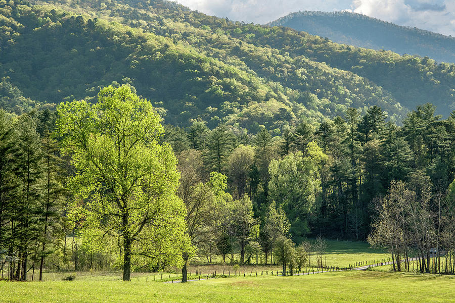 April in Cades Cove Photograph by Marcy Wielfaert