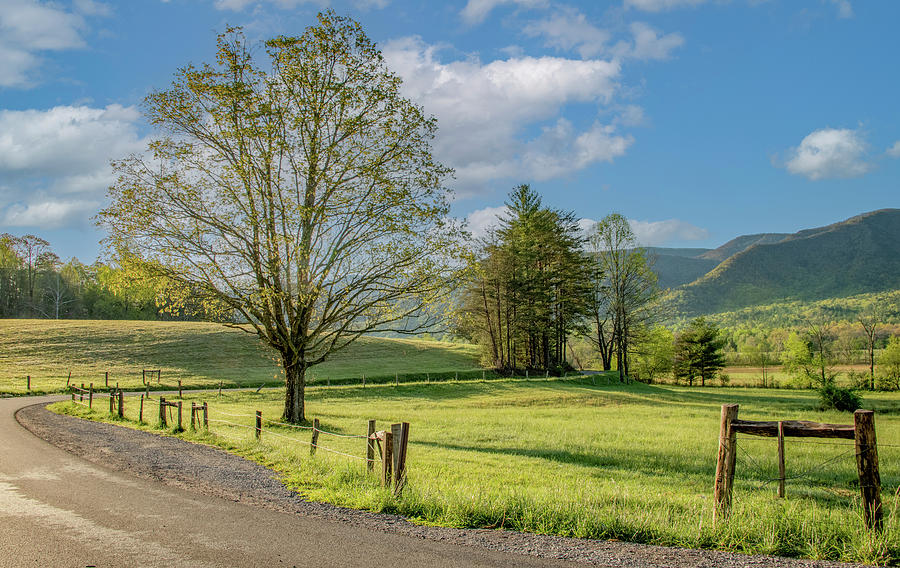 April Luscious, A Cades Cove Morning Photograph by Marcy Wielfaert