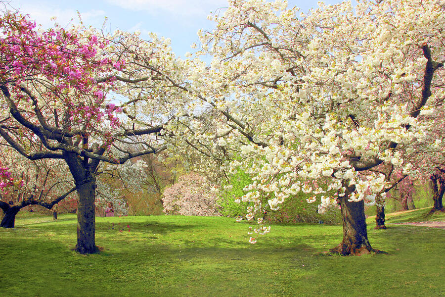 April Orchard Photograph by Jessica Jenney