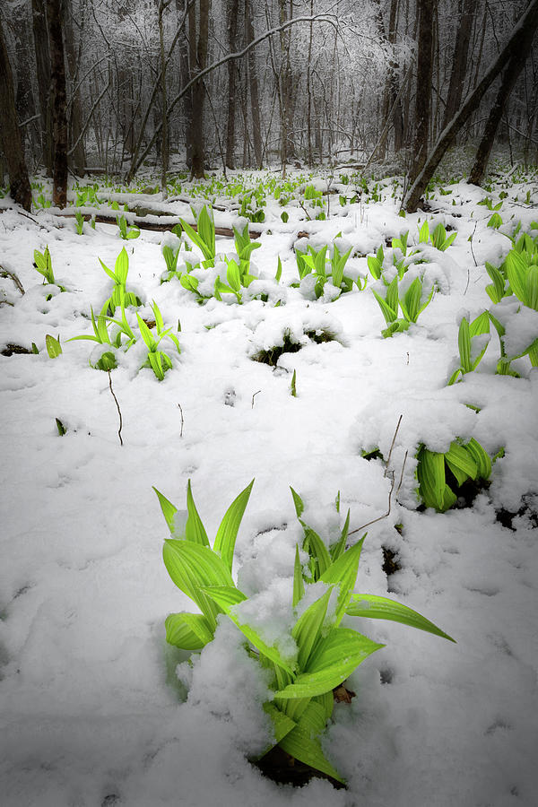 April Snow Photograph by Bill Wakeley