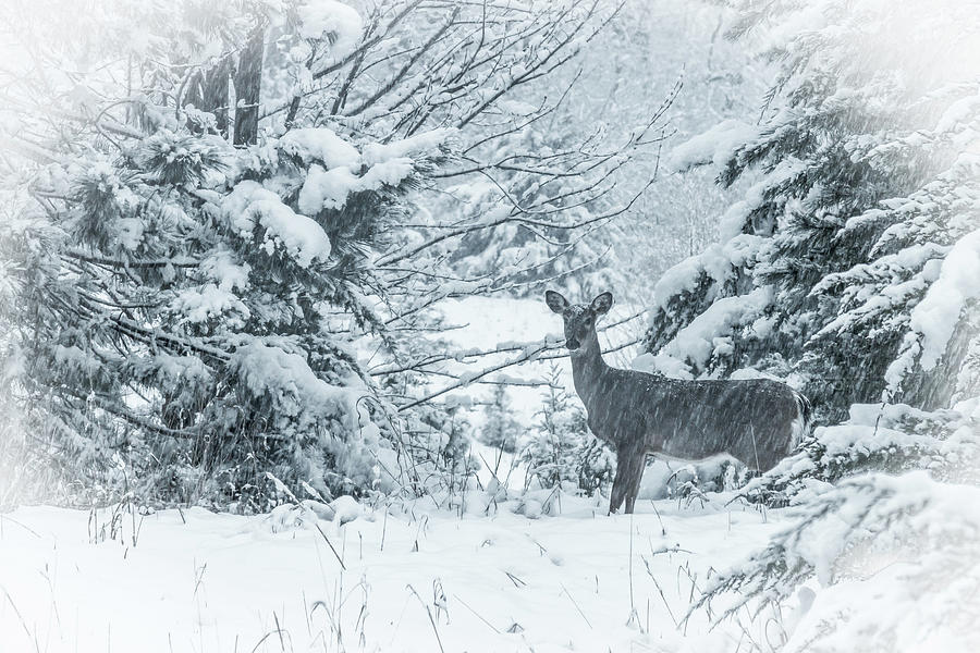 April Snow Deer #1 Photograph
