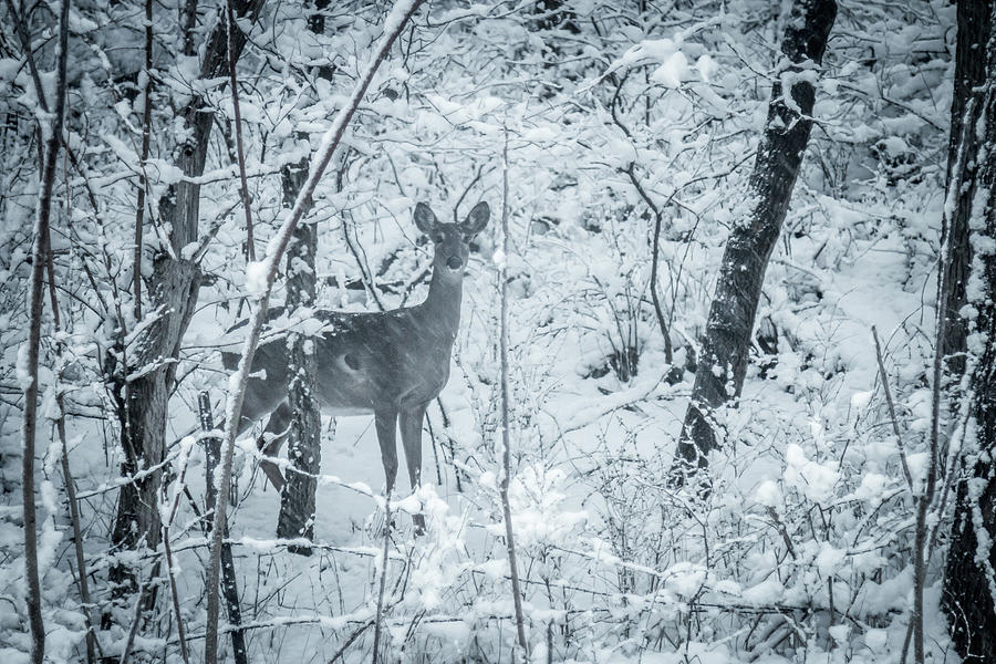 April Snow Deer #2 Photograph