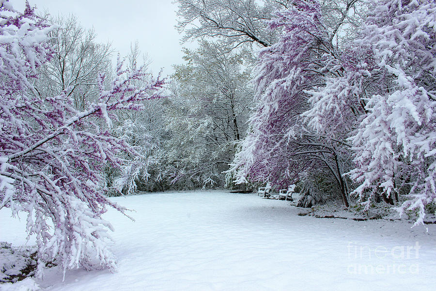 April Snow Photograph by Karen Adams