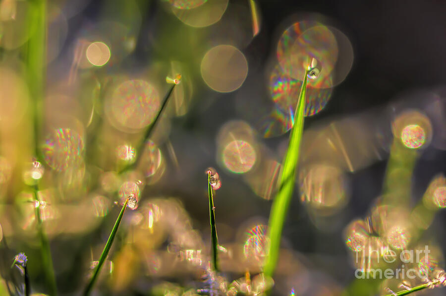 Abstract Photograph - April, spring time 5 by Veikko Suikkanen Abstract Photograph - April, spring time 5 by Veikko Suikkanen