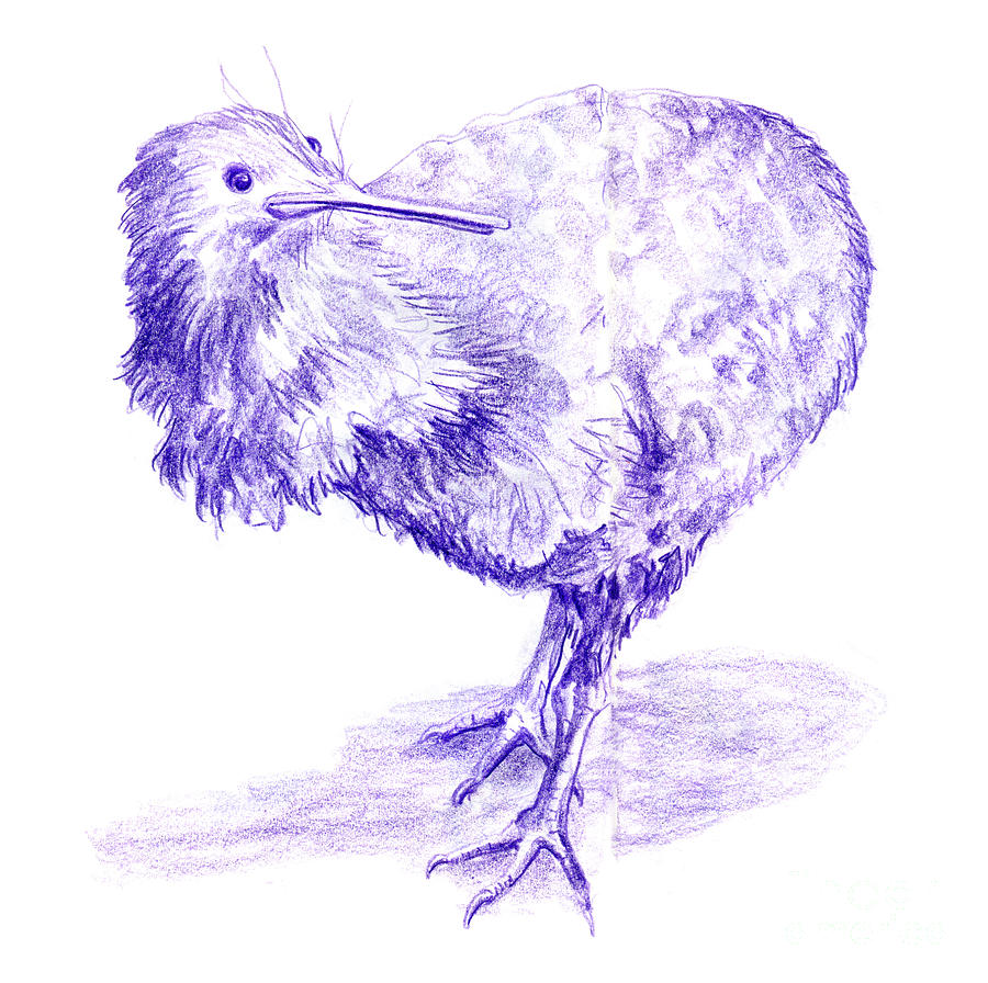 Apteryx owenii Little Spotted Kiwi Bird Drawing by Frank Ramspott