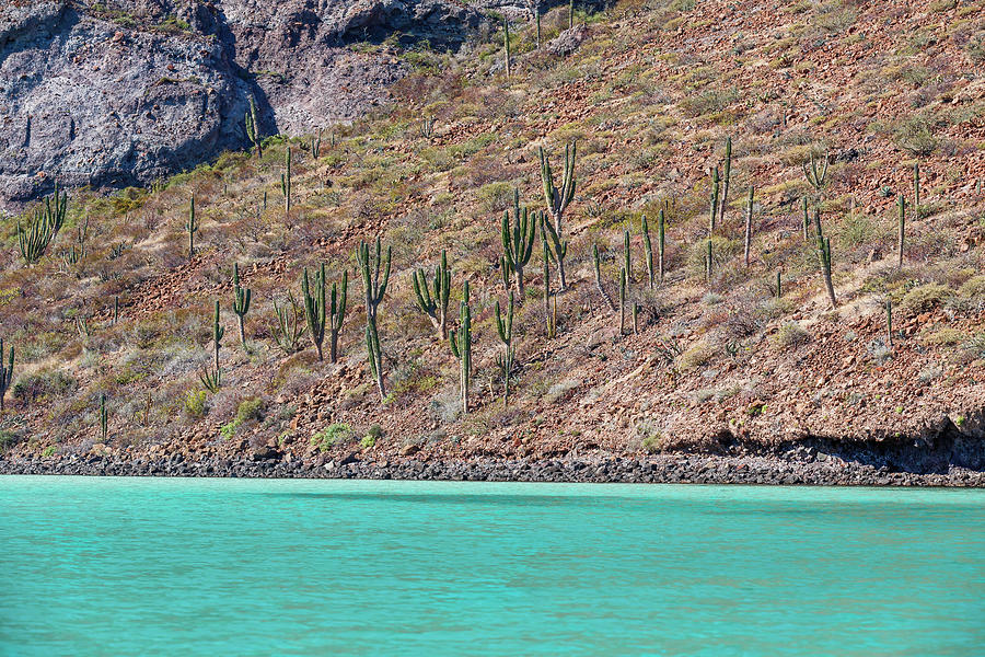 Aqua Agua And Cacti Photograph by Mark Harrington