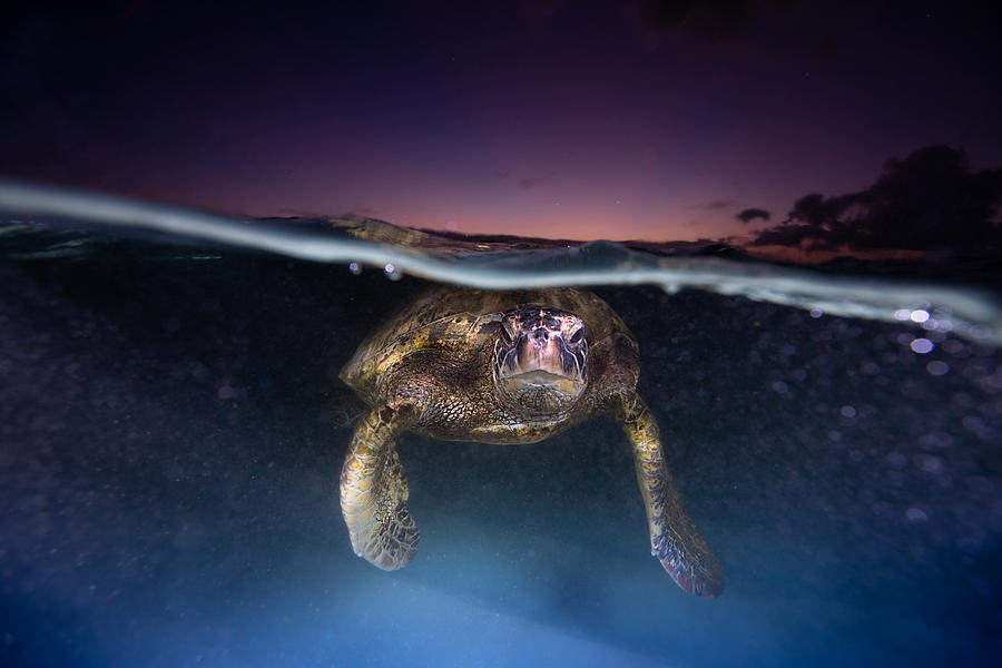 Aqua Twilight Sea Turtle Photograph By Juan Sharks - Pixels