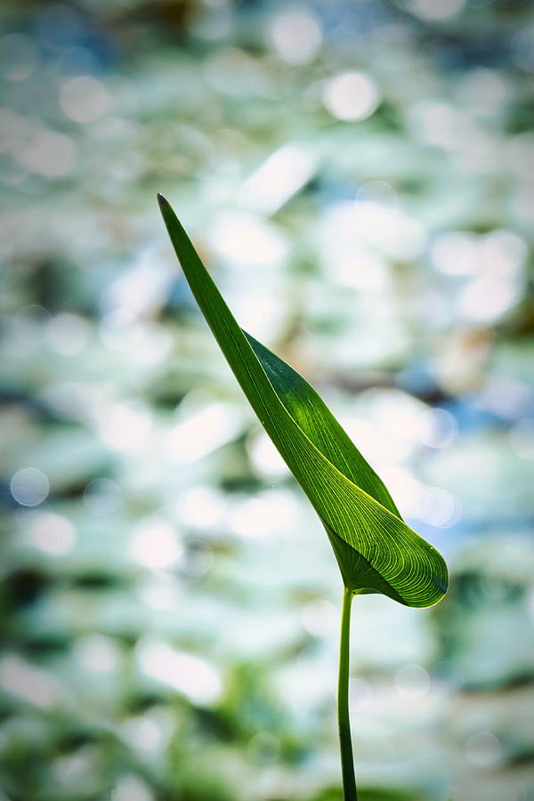 Aquaic Garden Leaf Photograph by Stuart Litoff