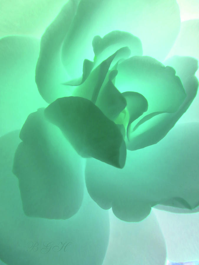 Aquamarine Glow Rose - Floral Photographic Art - Rose Photography Photograph by Brooks Garten Hauschild