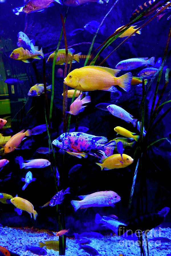 Aquarium Full Photograph by Craig Wood
