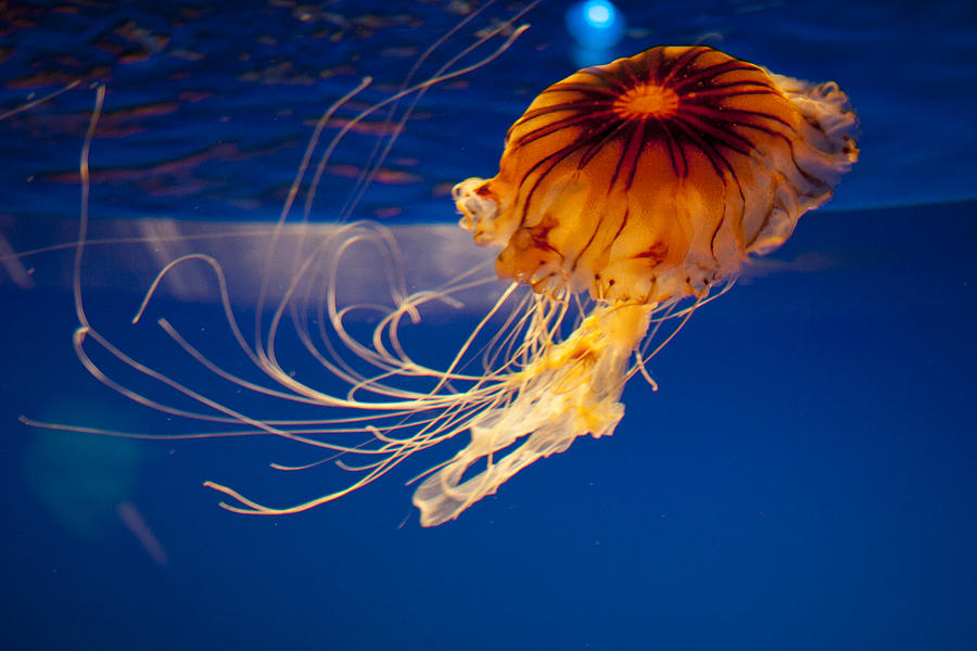 Aquarium - Jellyfish Photograph by Marisa Vega Photographer