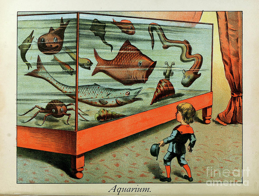 Aquarium v1 Photograph by Historic illustrations