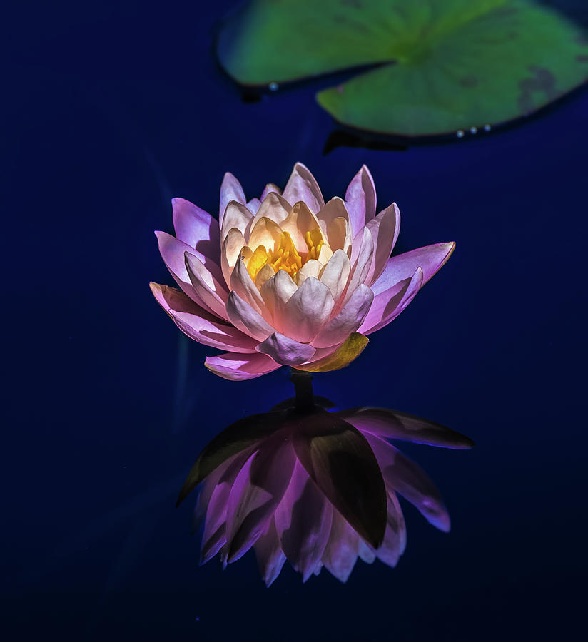 Aquatic Bloom in Pink Waterlily Photograph by Julie Palencia