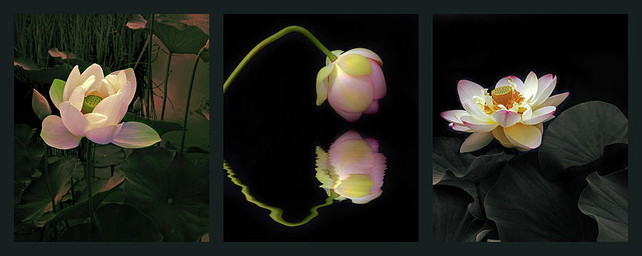 Aquatic Garden Triptych Photograph by Jessica Jenney
